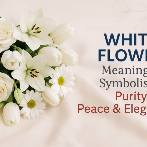 White Flower Meaning & Symbolism: Purity, Peace & Elegance